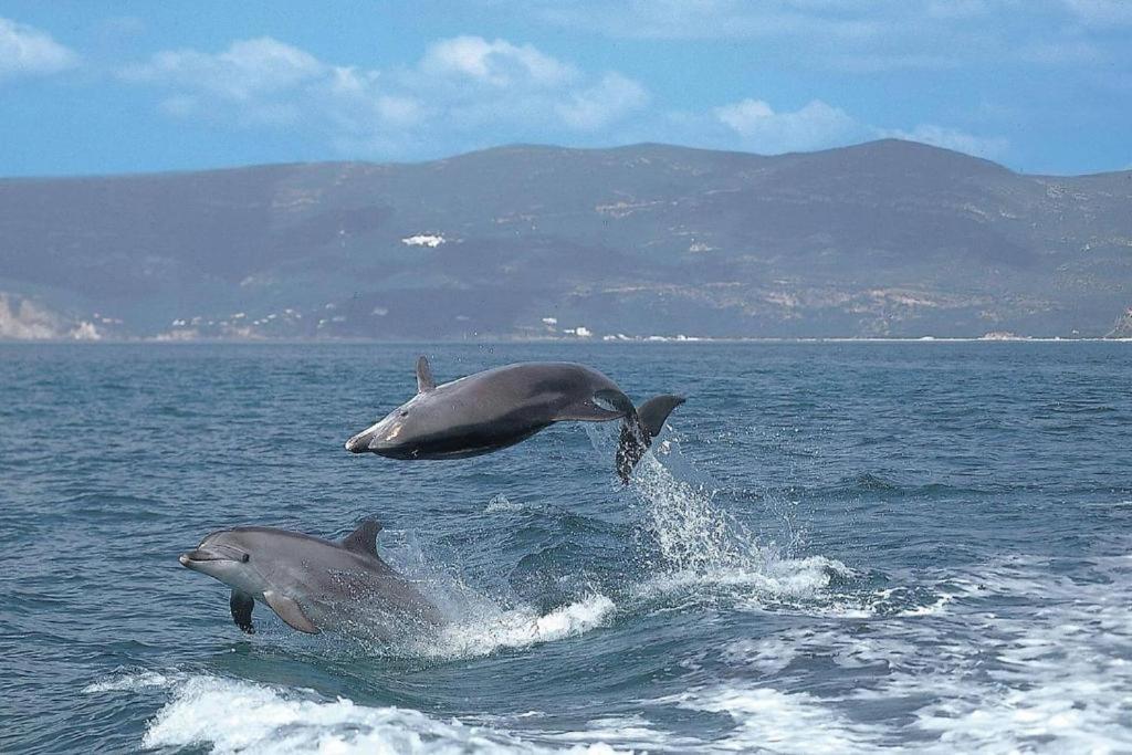 Baixa-Mar Setubal Miradouro Lägenhet Exteriör bild